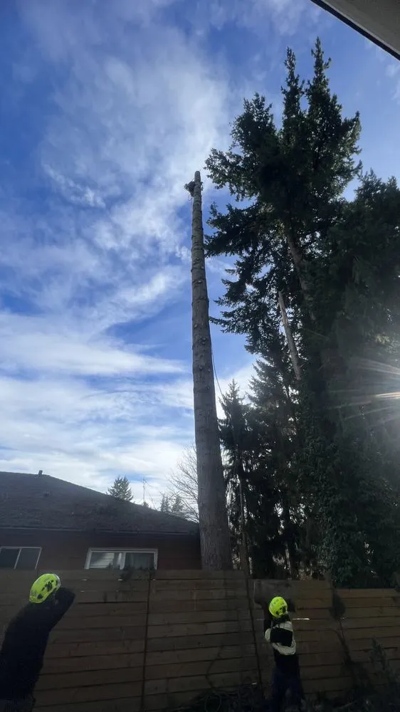 Affordable lawn mowing service in Belfair, WA - Jorge Landscaping & Tree Services