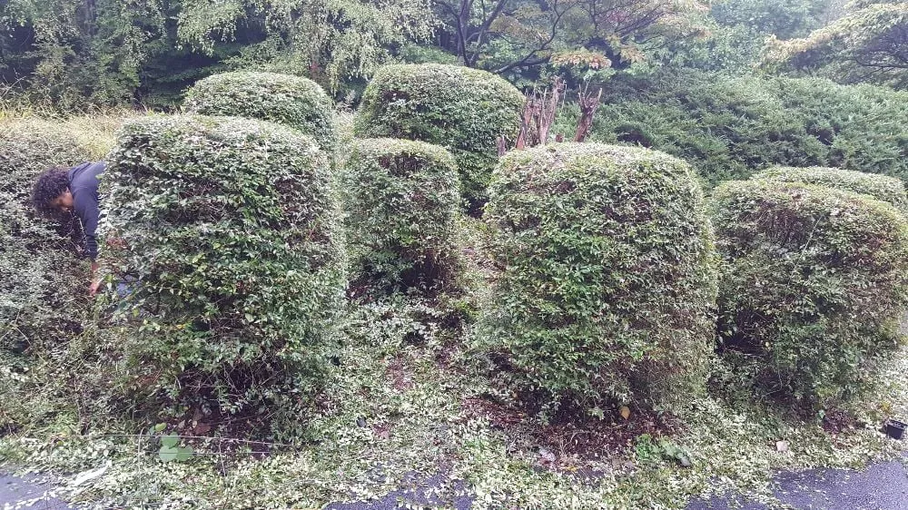 Professional landscape design in Penns Grove, NJ by Jorge Landscaping