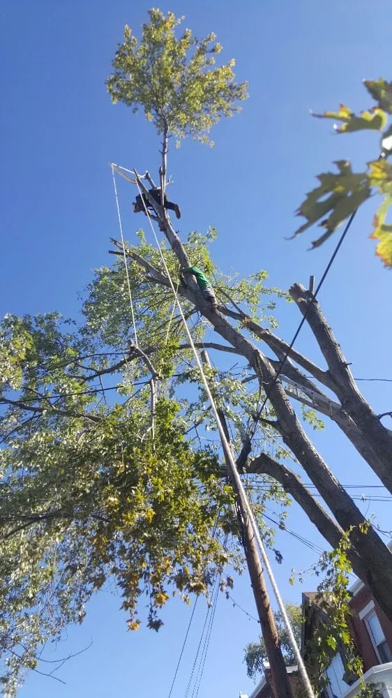 Trusted yard cleanup service experts serving Penns Grove, NJ - Jorge Landscaping