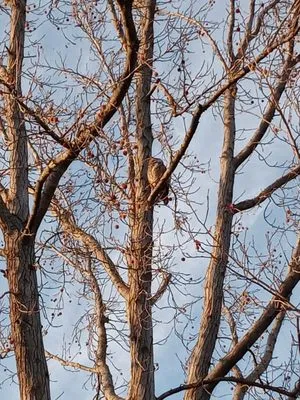 Jorge Lawn Care Logo