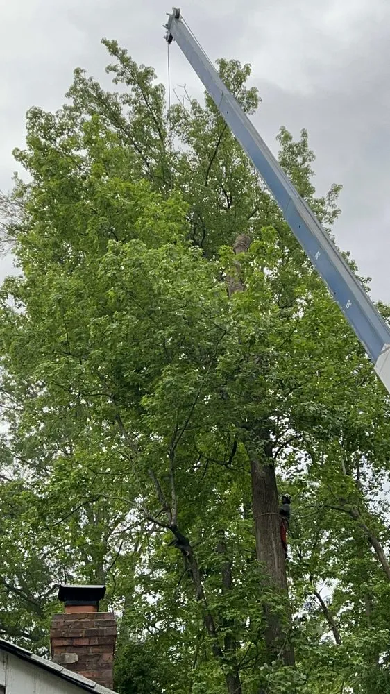 Professional residential landscaping in Richmond, VA - Jorge's Landscaping & Tree Service