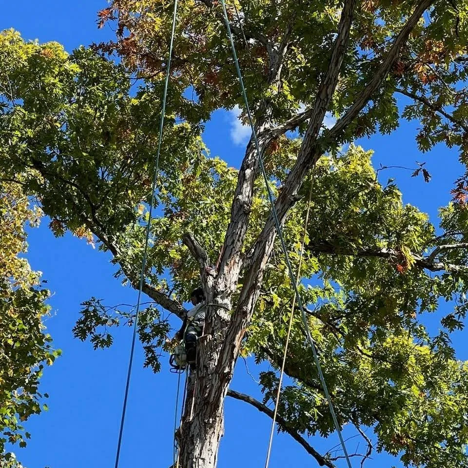 Local yard cleanup service in Richmond, VA by Jorge's Landscaping & Tree Service