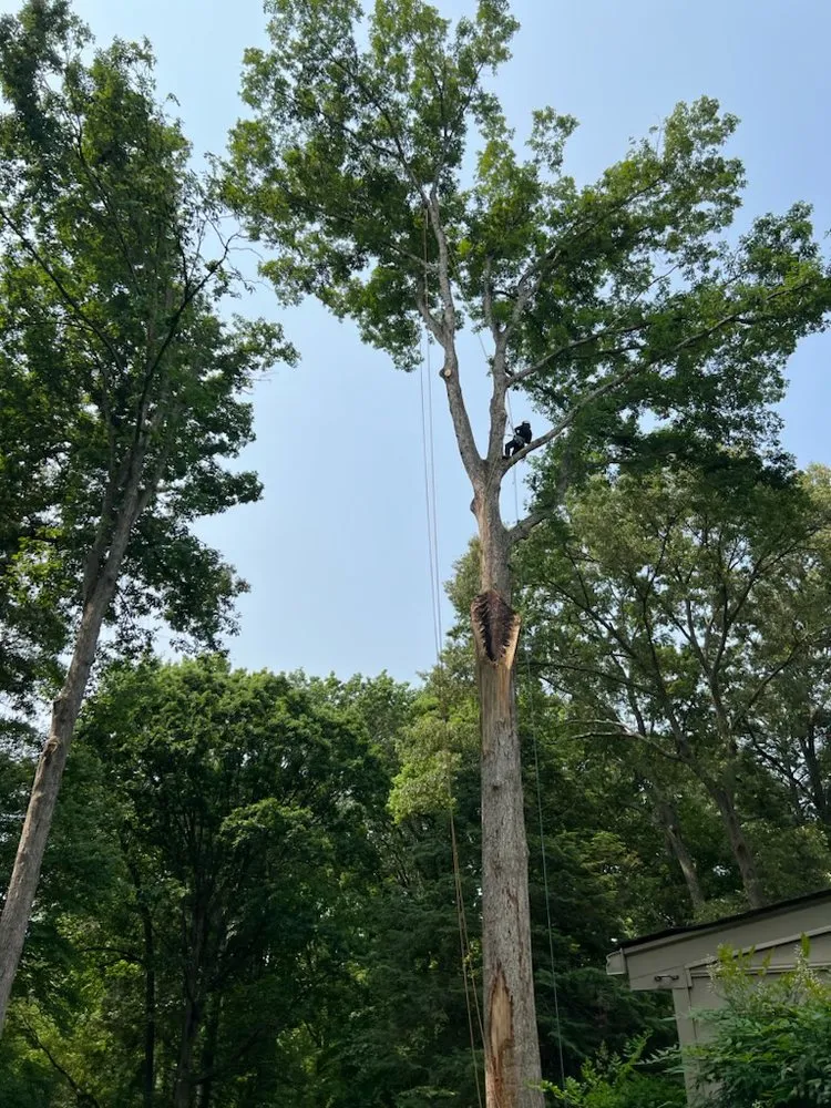 Affordable landscape installation experts serving Richmond, VA - Jorge's Landscaping & Tree Service