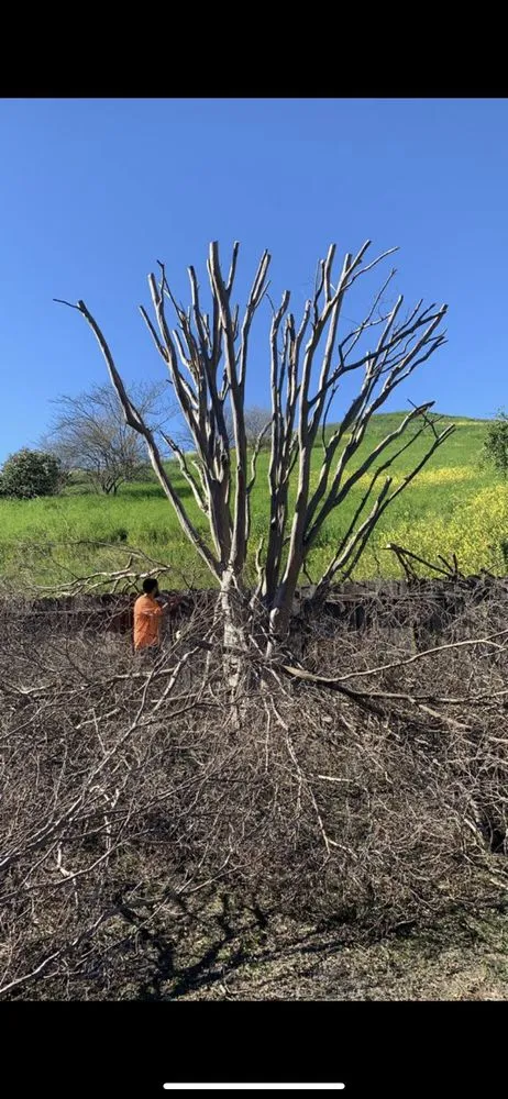 Reliable lawn care service in Bay Point, CA - Jorge’s Landscaping