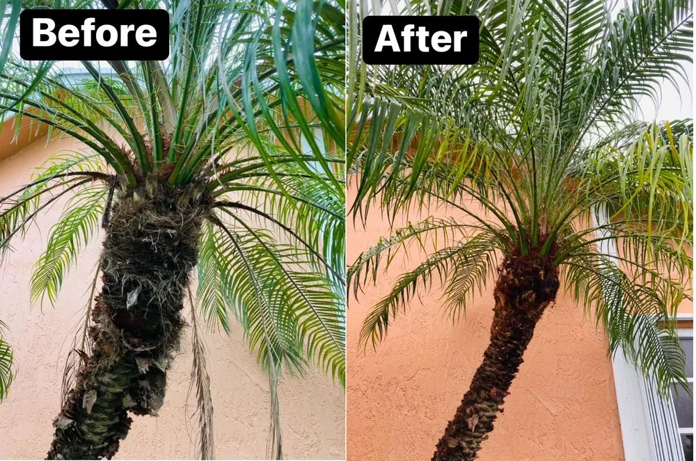 Top-rated yard maintenance experts serving Miami, FL - Jorge’s Landscaping