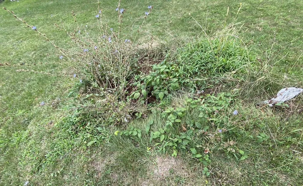 Top-rated outdoor landscaping experts serving York, PA - Jorge's Tree Service