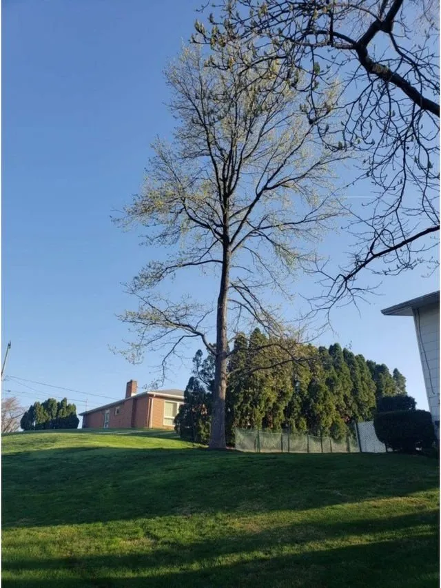 Top-rated residential landscaping experts serving York, PA - Jorge's Tree Service