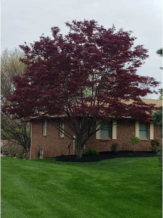 Trusted landscape design experts serving York, PA - Jorge's Tree Service