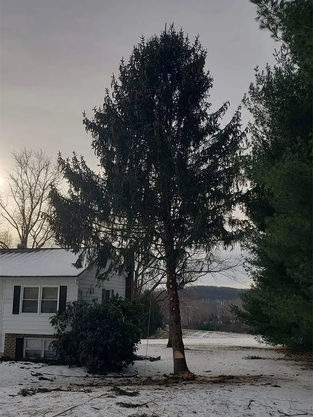 Professional landscape design experts serving York, PA - Jorge's Tree Service