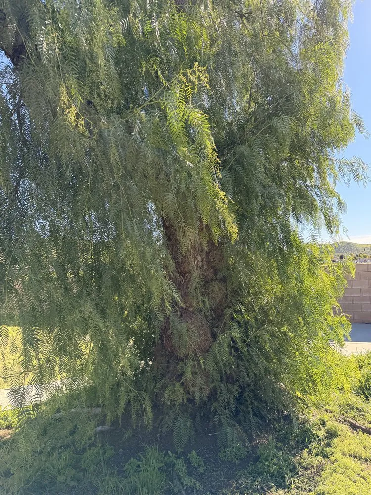 Top-rated garden landscaping with custom design in Sun City, CA by Jos Iron Blade Lawn Care