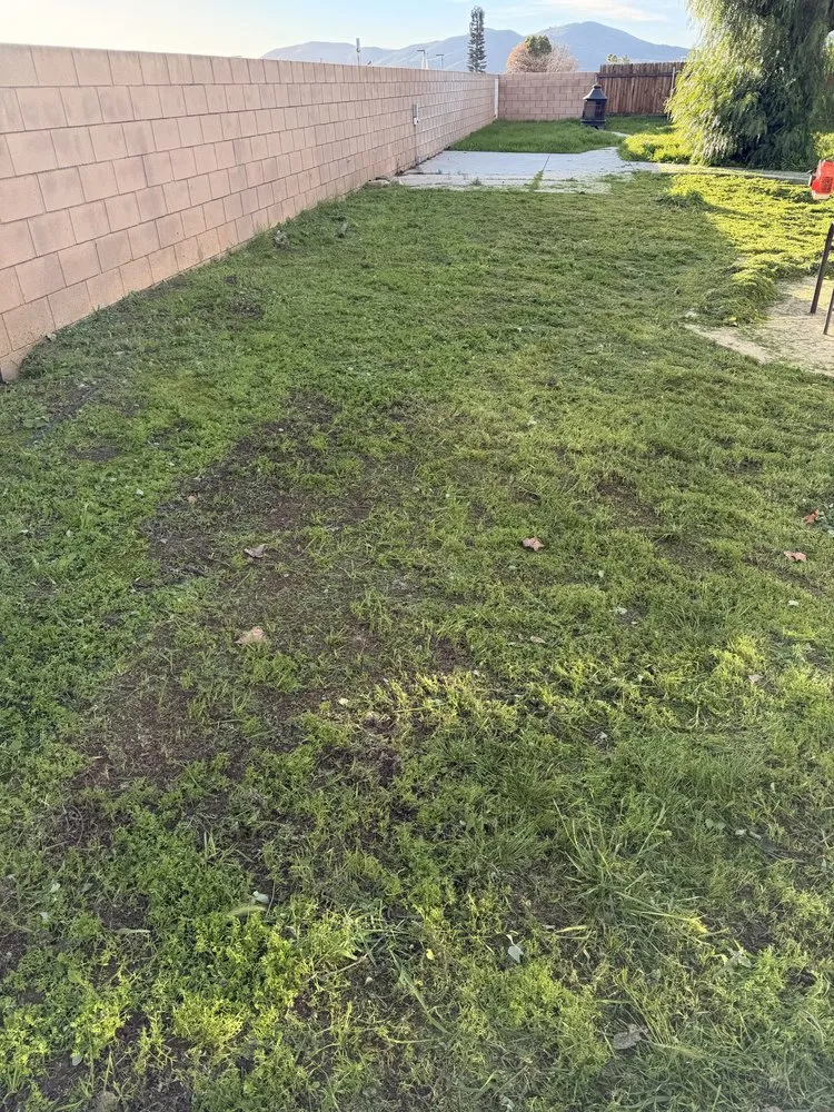 Professional yard maintenance for homes in Sun City, CA by Jos Iron Blade Lawn Care