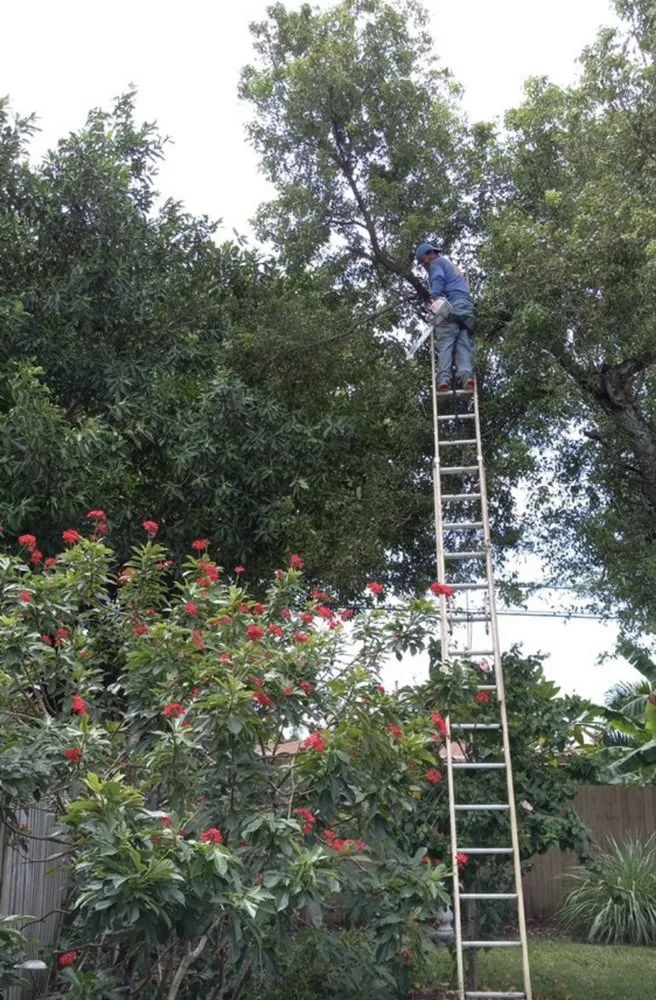 Local yard cleanup service in Murrieta, CA by José Landscaping & design
