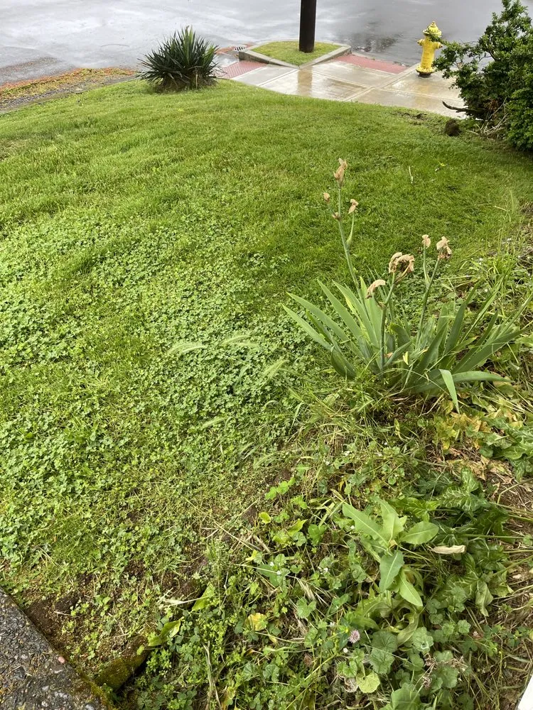 Trusted yard cleanup service near you in Vancouver, WA by José lanscape