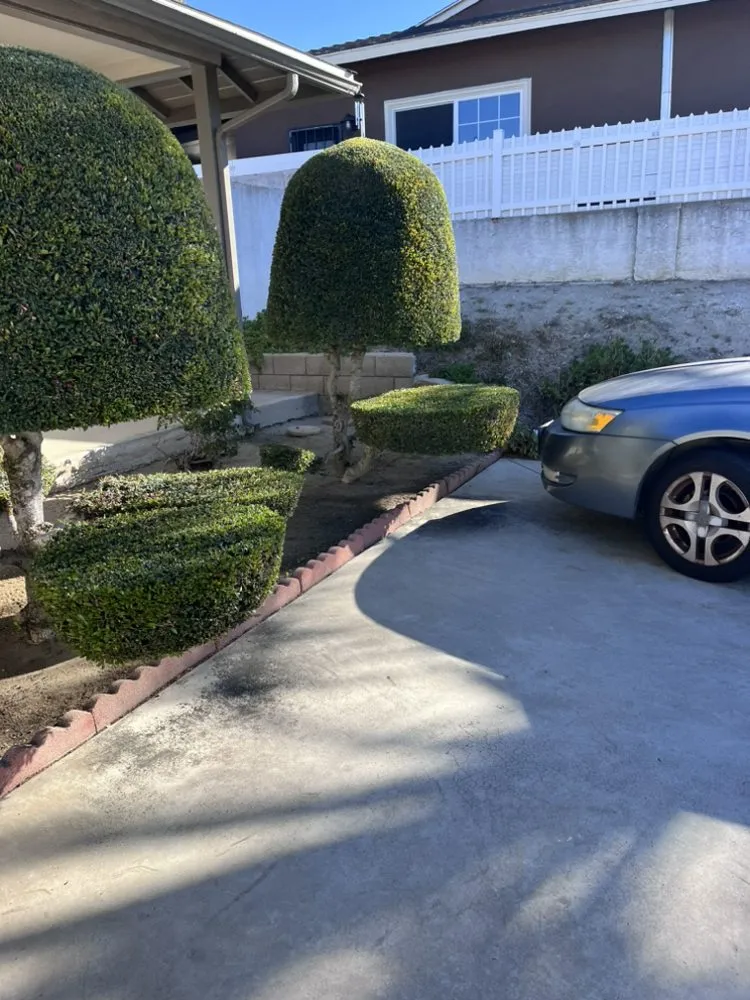 Local landscape installation experts serving Norwalk, CA - José Lawn & Maintenence