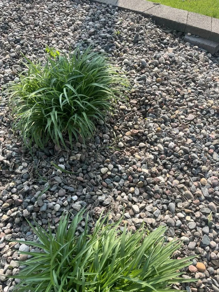 Top-rated landscaping services in West Concord, MN by José López Lawn Care Services