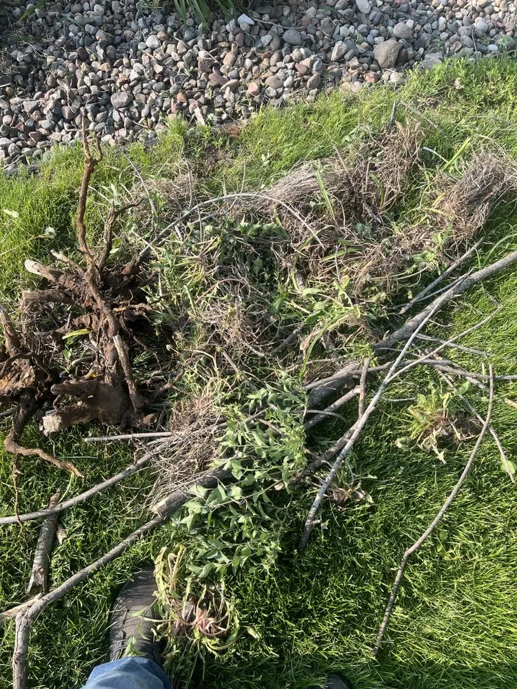 Trusted lawn care service experts serving West Concord, MN - José López Lawn Care Services