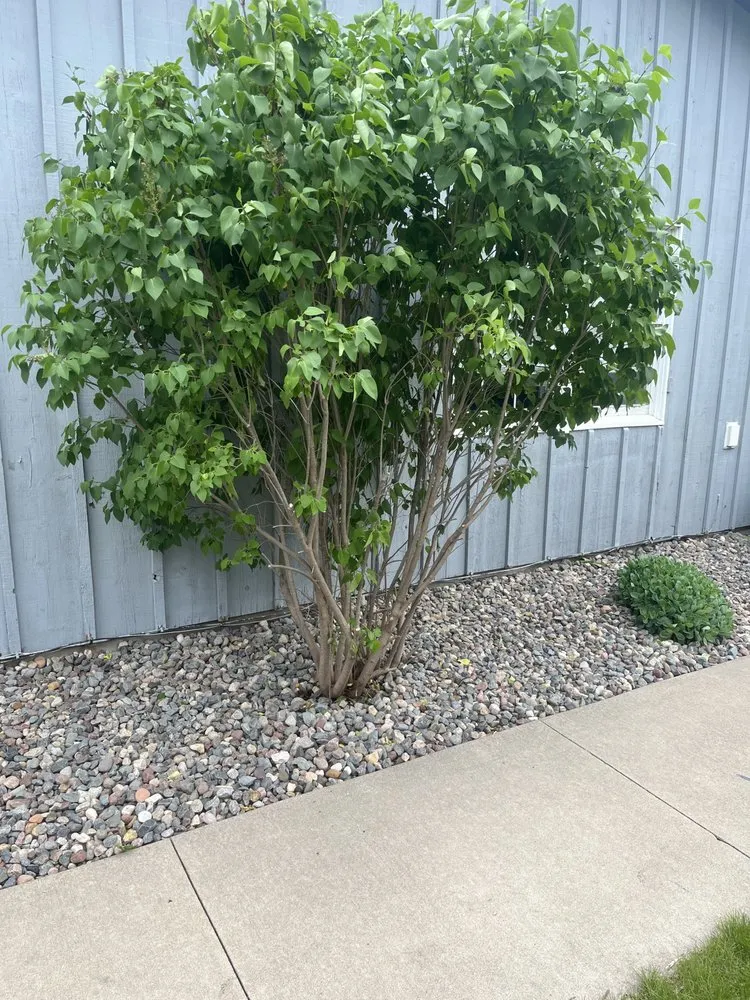 Custom landscaping services for residential properties across West Concord, MN - José López Lawn Care Services