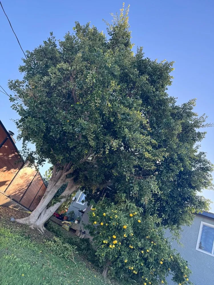 Top-rated yard maintenance for year-round maintenance in City of Industry, CA by Jose & Son Landscape Pros