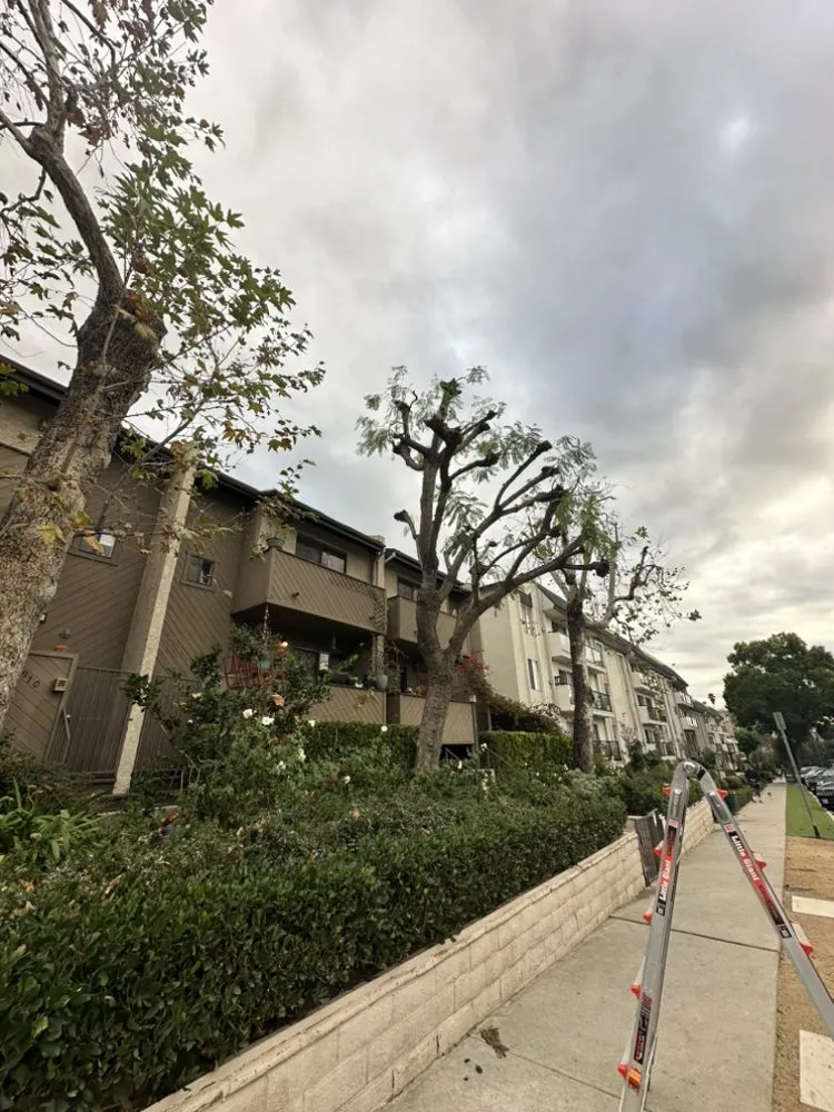 Top-rated outdoor landscaping in City of Industry, CA - Jose & Son Landscape Pros