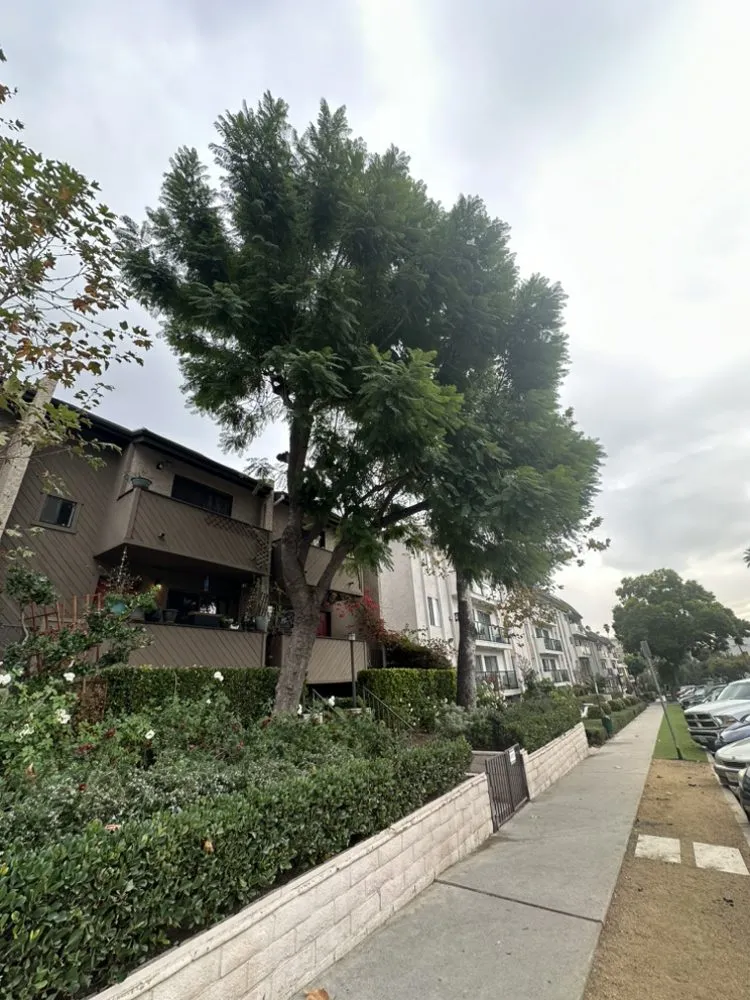 Trusted residential landscaping for beautiful yards in City of Industry, CA by Jose & Son Landscape Pros