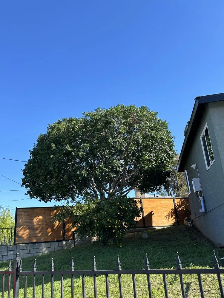 Custom yard cleanup service in City of Industry, CA - Jose & Son Landscape Pros