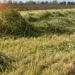 Local residential landscaping for residential properties across Spruce Pine, NC - Jose & Son Landscaping and Construction