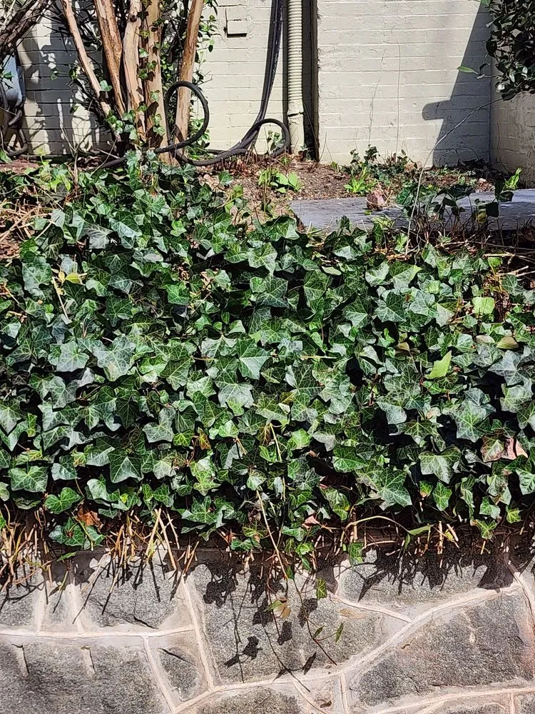 Expert yard cleanup service for homes across Fort Washington, MD - Jose Adonay Alvarenga