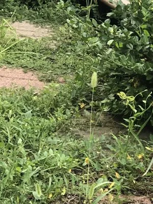 Jose Alfaro Landscaping Logo