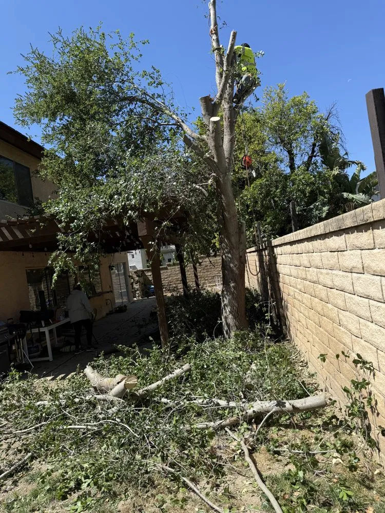 Affordable lawn mowing service in Santa Clarita, CA by Jose And Ozzy Landscaping