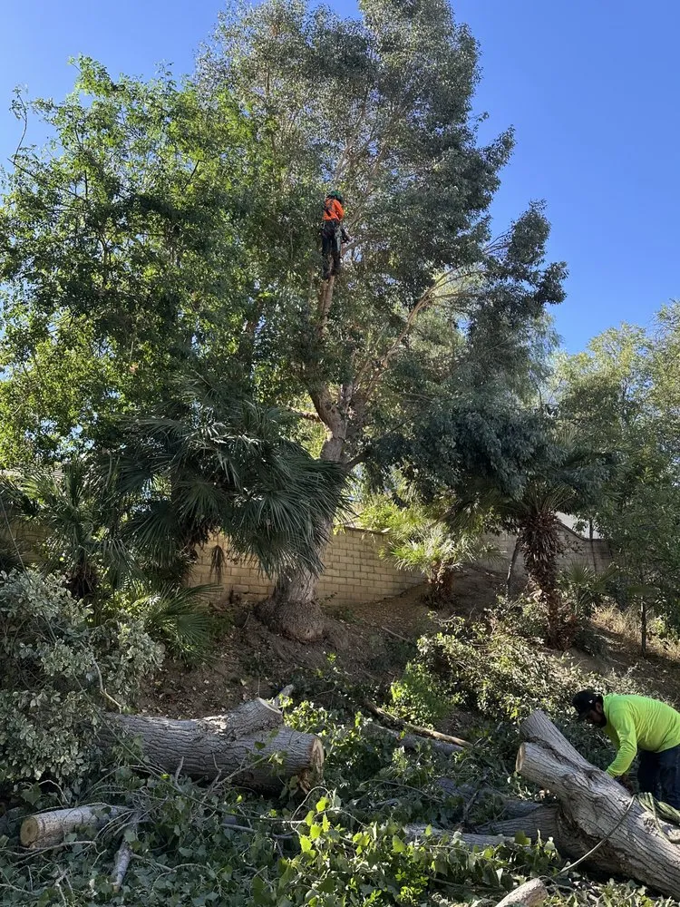 Affordable yard cleanup service in Santa Clarita, CA - Jose And Ozzy Landscaping