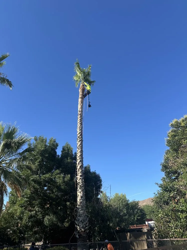 Affordable lawn mowing service in Santa Clarita, CA by Jose And Ozzy Landscaping