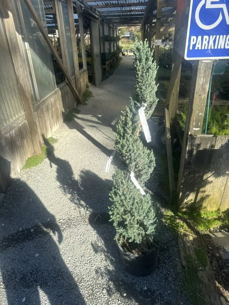 Trusted garden landscaping in San Mateo, CA - Jose Avina Garden Service