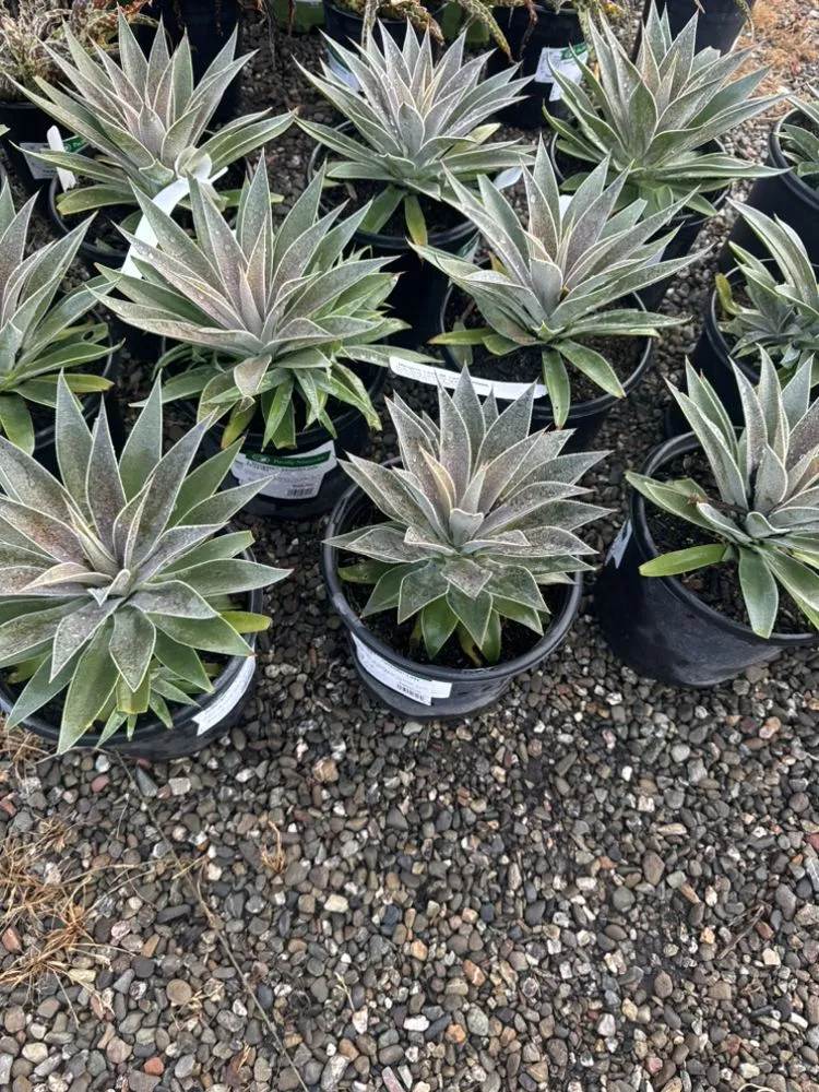 Top-rated landscape design experts serving San Mateo, CA - Jose Avina Garden Service