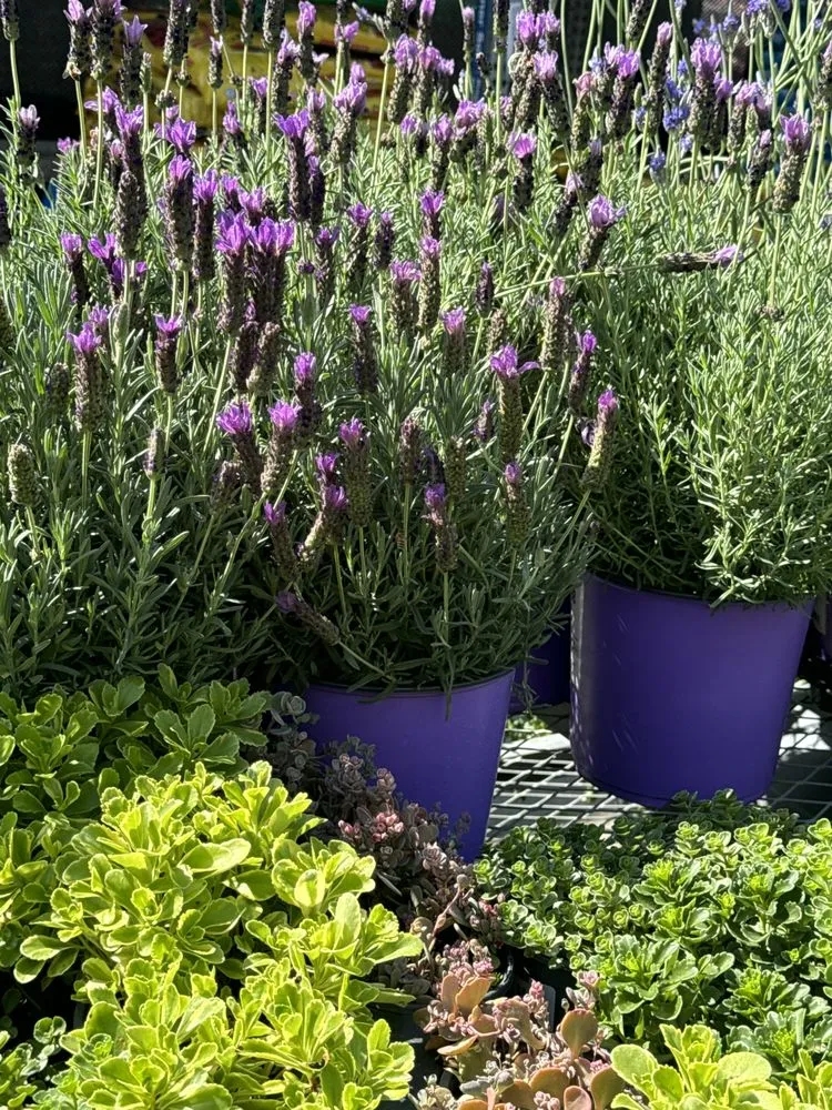 Trusted landscape installation experts serving San Mateo, CA - Jose Avina Garden Service