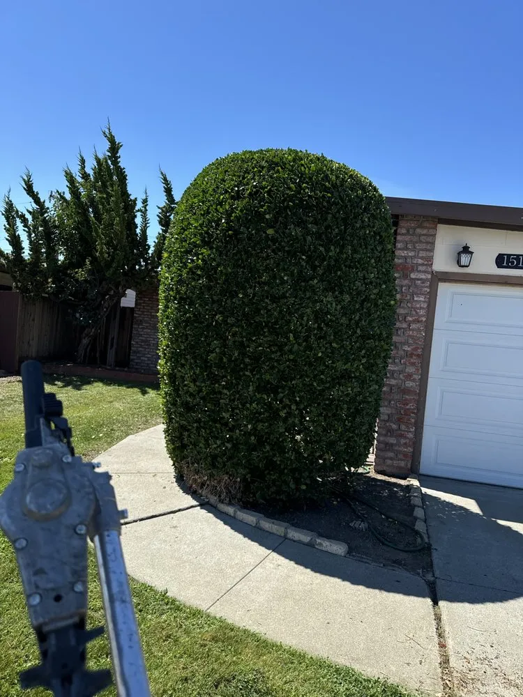 Trusted yard cleanup service experts serving San Mateo, CA - Jose Avina Garden Service