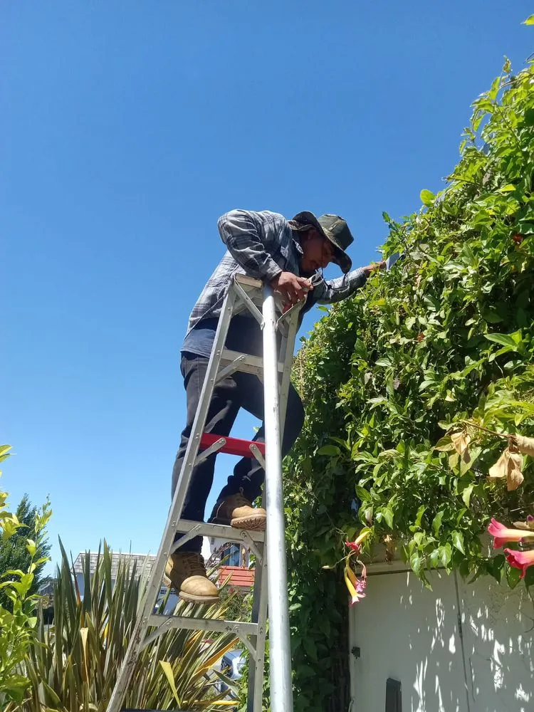 Trusted yard cleanup service in San Mateo, CA by Jose Avina Garden Service