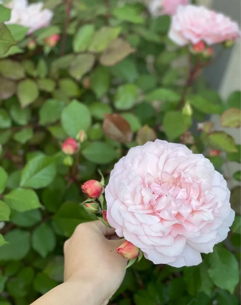 Trusted lawn care service in Palo Alto, CA by Jose Cruz