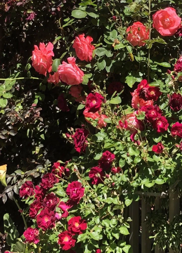 Affordable landscape installation experts serving Palo Alto, CA - Jose Cruz