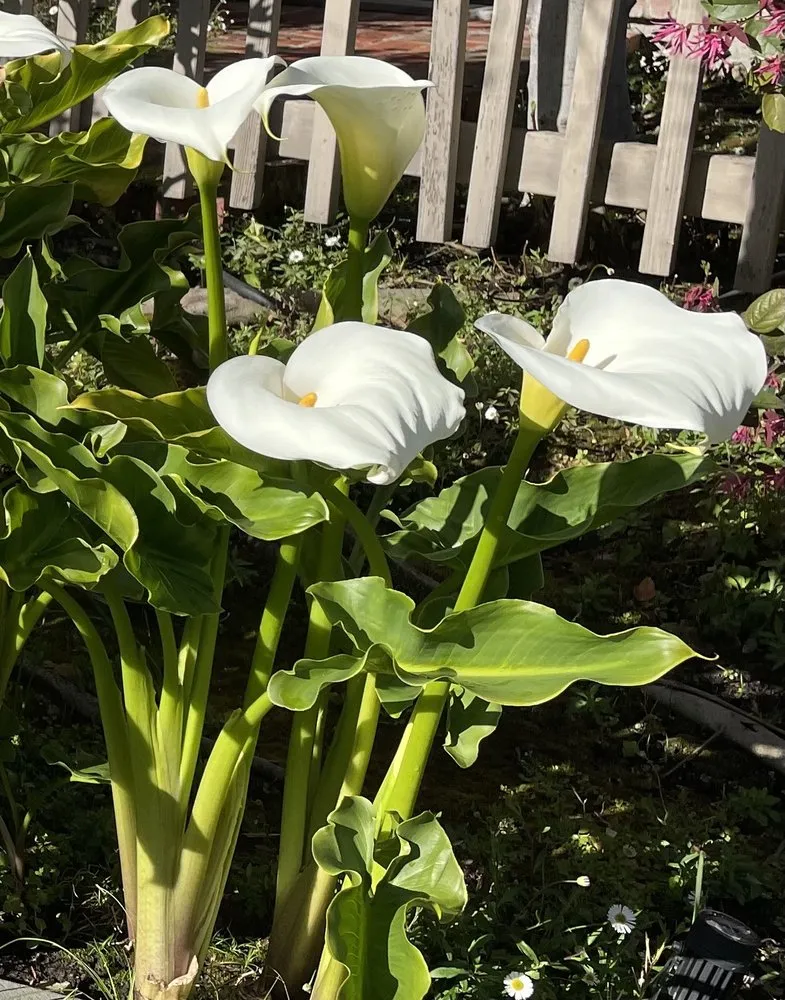 Top-rated garden landscaping experts serving Palo Alto, CA - Jose Cruz