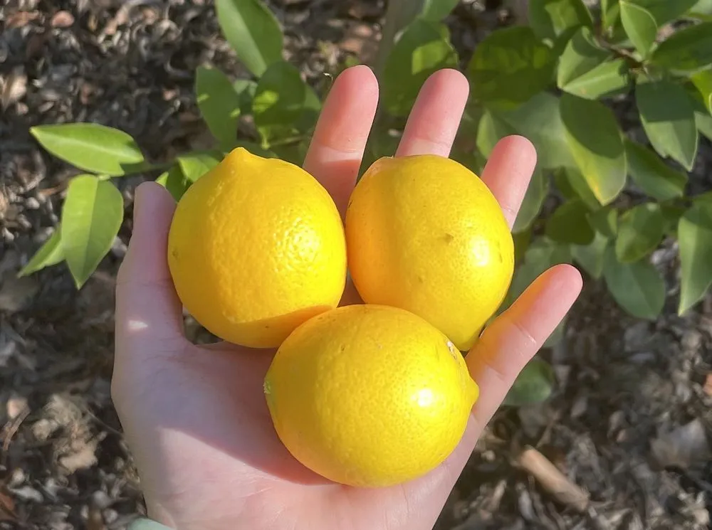 Reliable landscape installation for homes across Palo Alto, CA - Jose Cruz