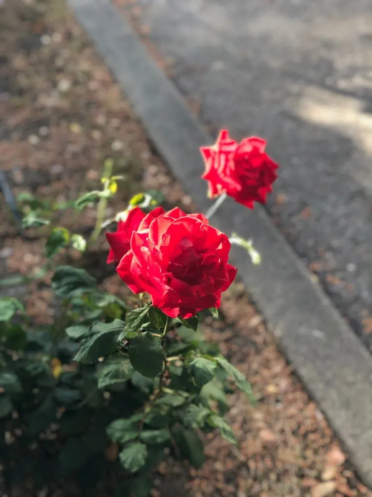 Top-rated garden landscaping in Palo Alto, CA - Jose Cruz