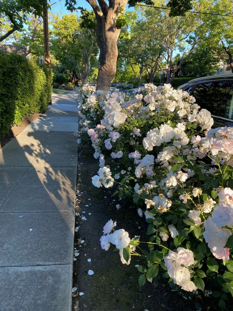 Professional garden landscaping for outdoor upgrades across Palo Alto, CA - Jose Cruz