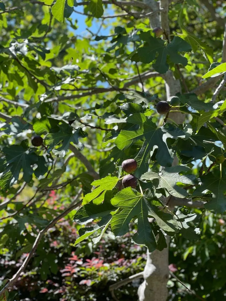 Local landscaping services experts serving Palo Alto, CA - Jose Cruz