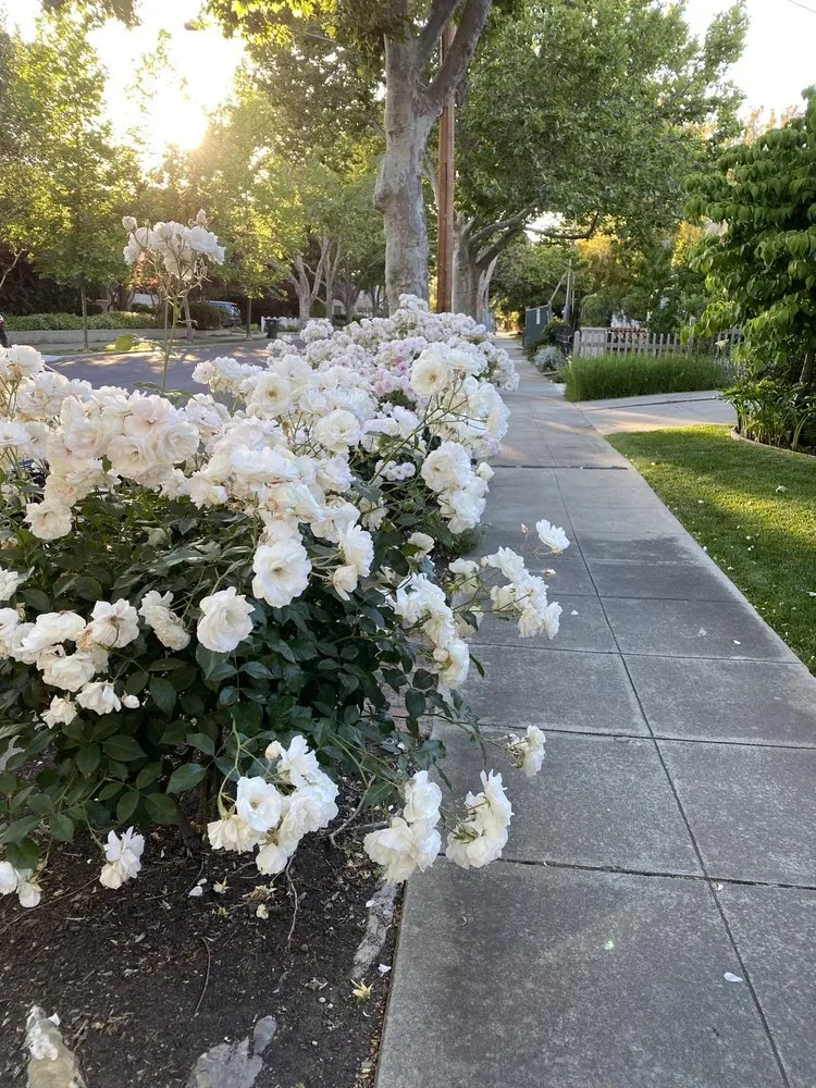 Trusted yard cleanup service in Palo Alto, CA by Jose Cruz