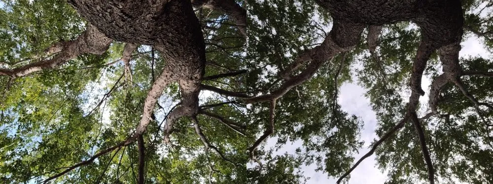 Custom garden landscaping for year-round maintenance in Corinth, TX by Jose Does Landscape & More