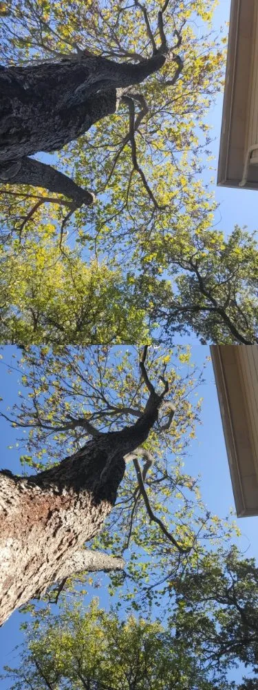 Expert yard cleanup service in Corinth, TX - Jose Does Landscape & More