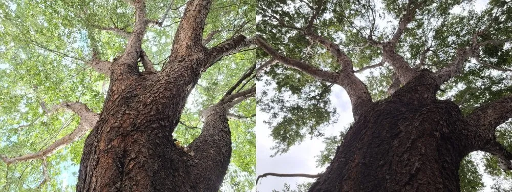 Local garden landscaping in Corinth, TX by Jose Does Landscape & More