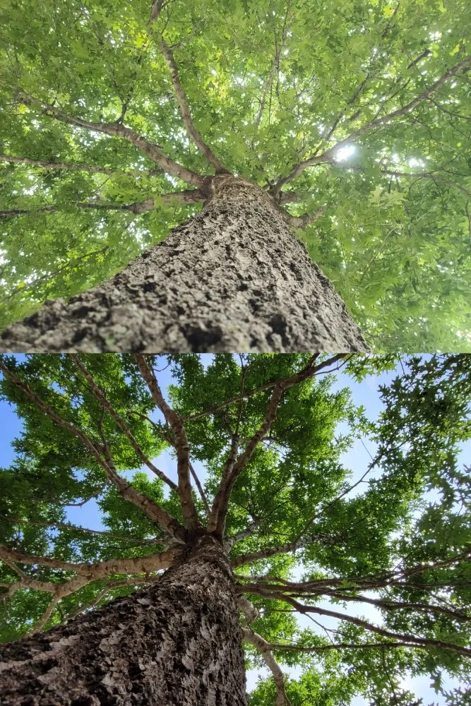 Reliable landscaping services in Corinth, TX by Jose Does Landscape & More