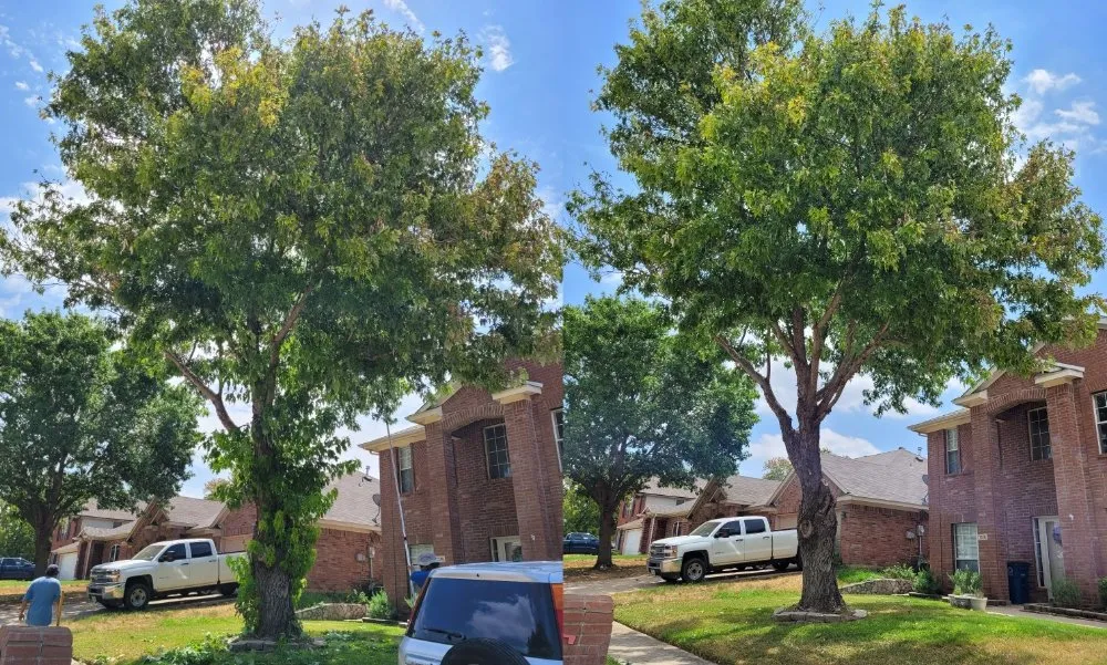 Reliable yard maintenance experts serving Corinth, TX - Jose Does Landscape & More