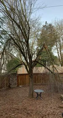 Jose G Avilas Landscape Maintenance Logo